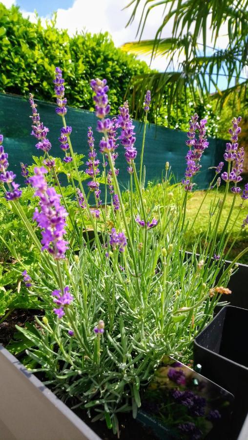 Bed & Breakfast Fleurs De Cosmos